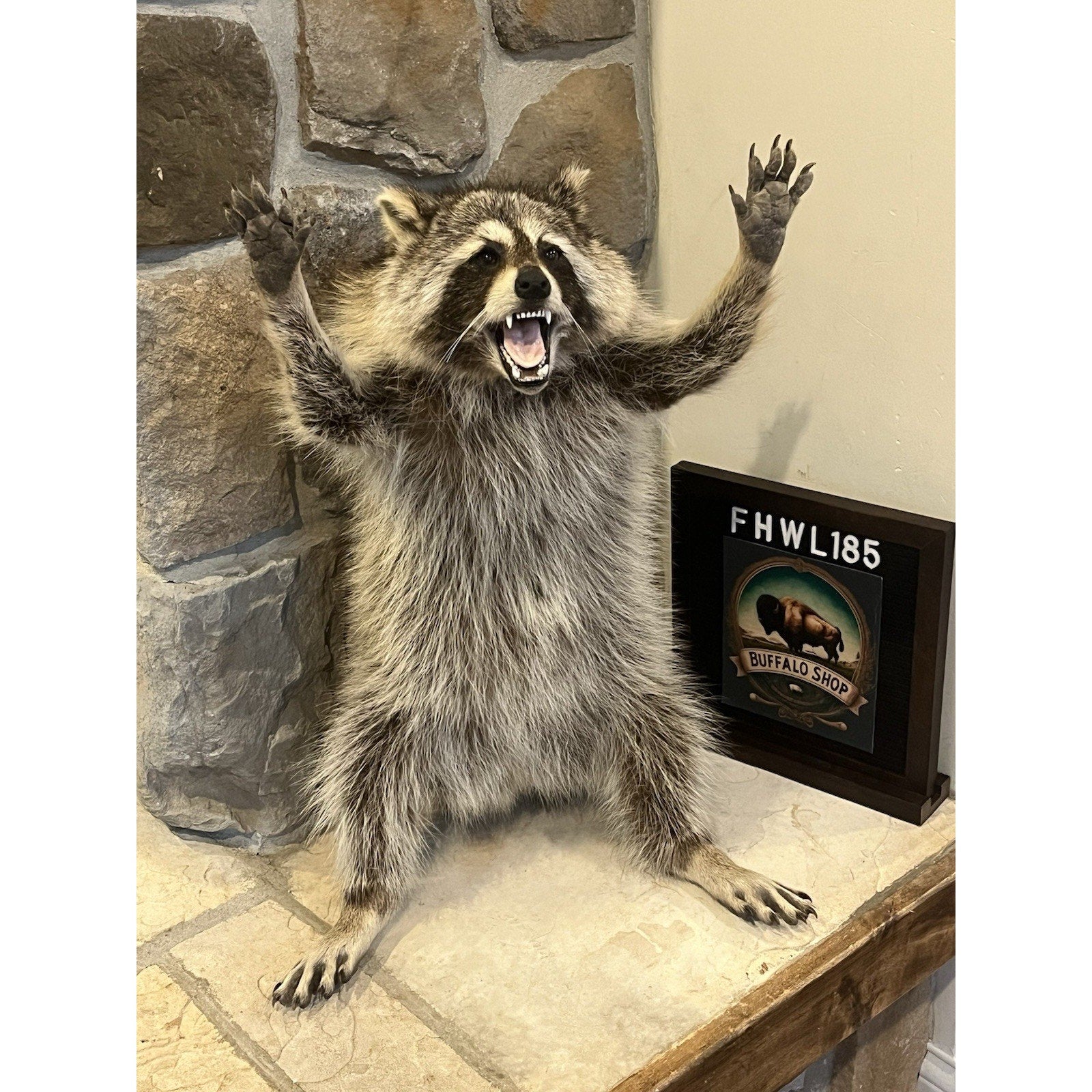 FHWL185 -premium Fat Raccoon Taxidermy Mount