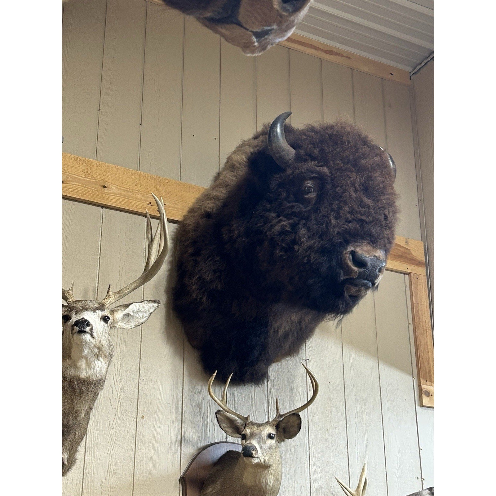 FHTIM1- Massive Buffalo Bison Taxidermy Shoulder mount Bull