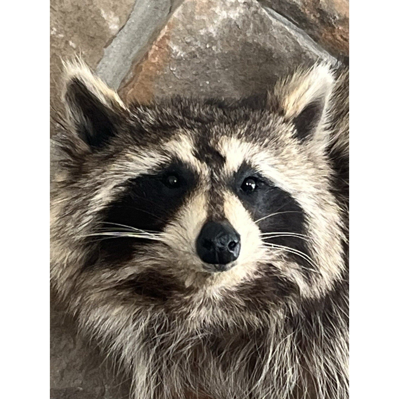 FHWL82 - Fat Raccoon Taxidermy Mount