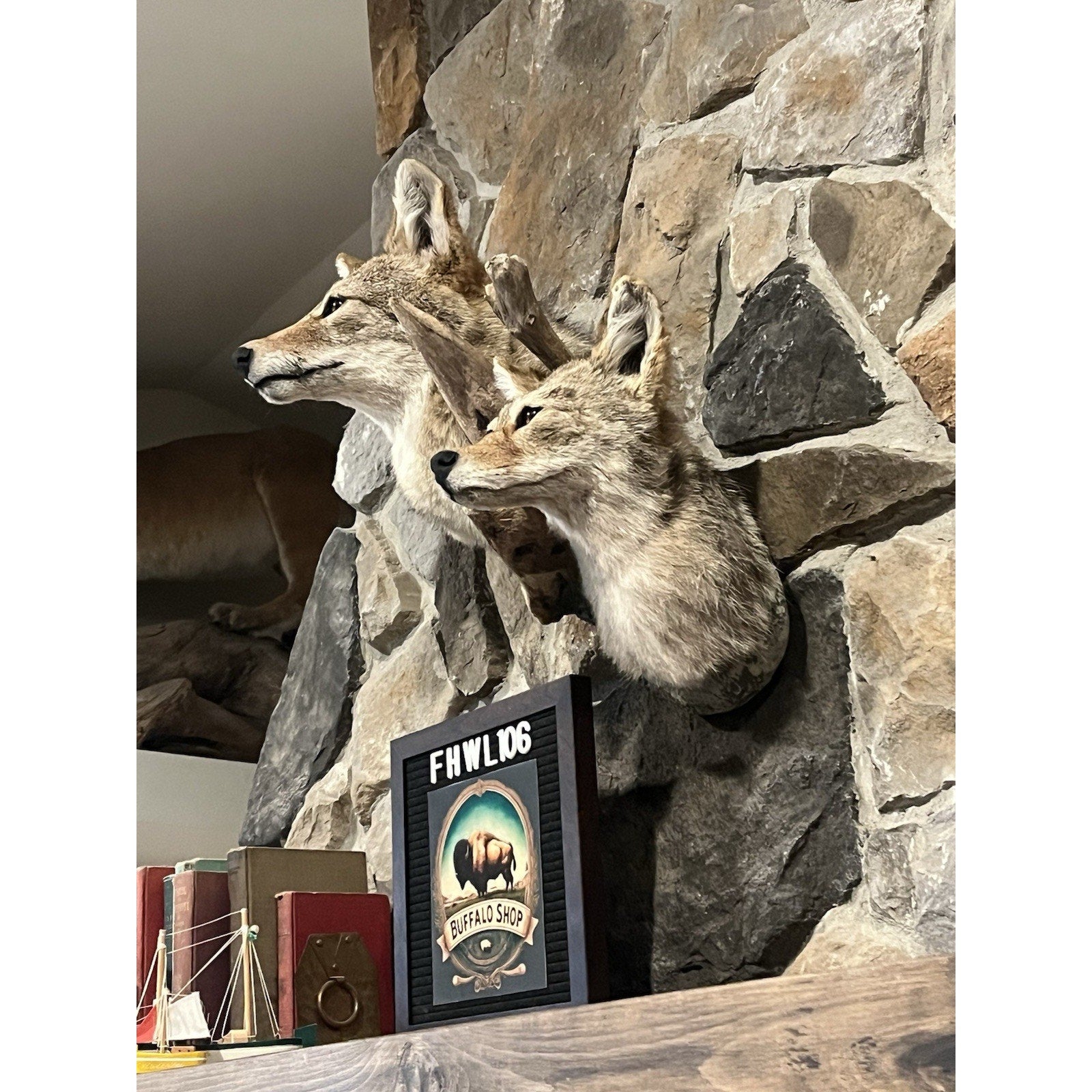 FHWL106 - Pair Of Coyote Shoulder Museum Quality mount Taxidermy