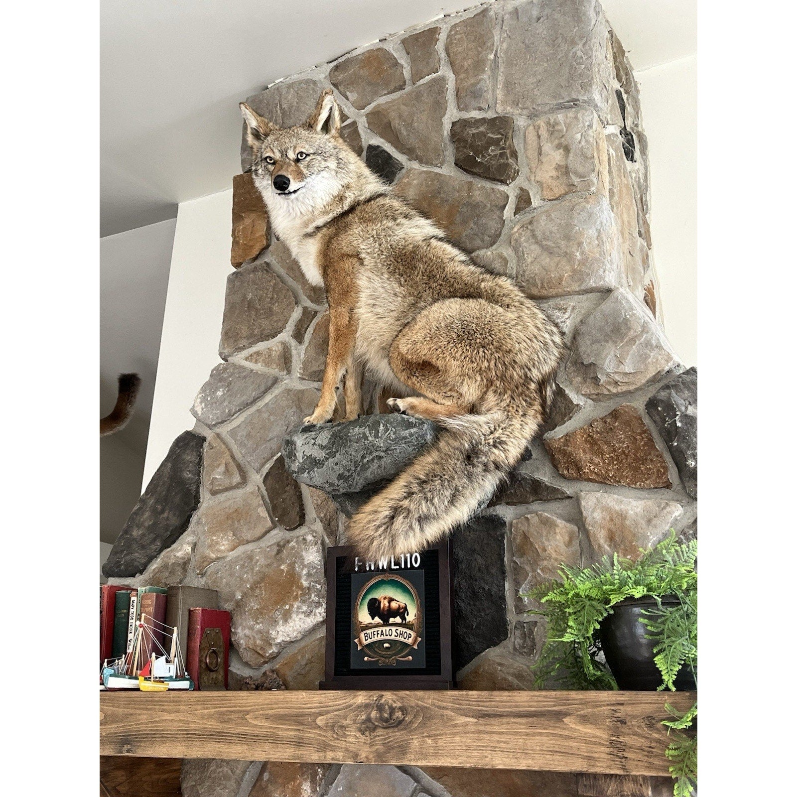 FHWL110 - Coyote Museum Quality Wall mount Taxidermy