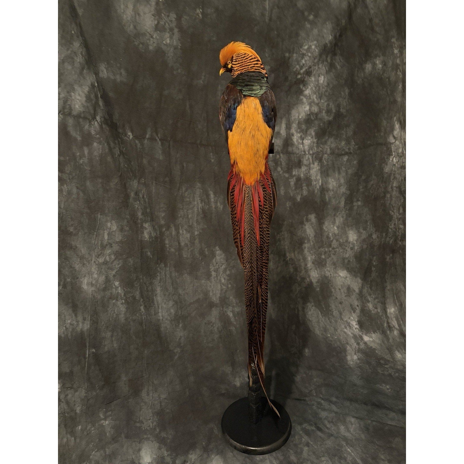 JRADA3 - Dark throated Golden pheasant Taxidermy Mount