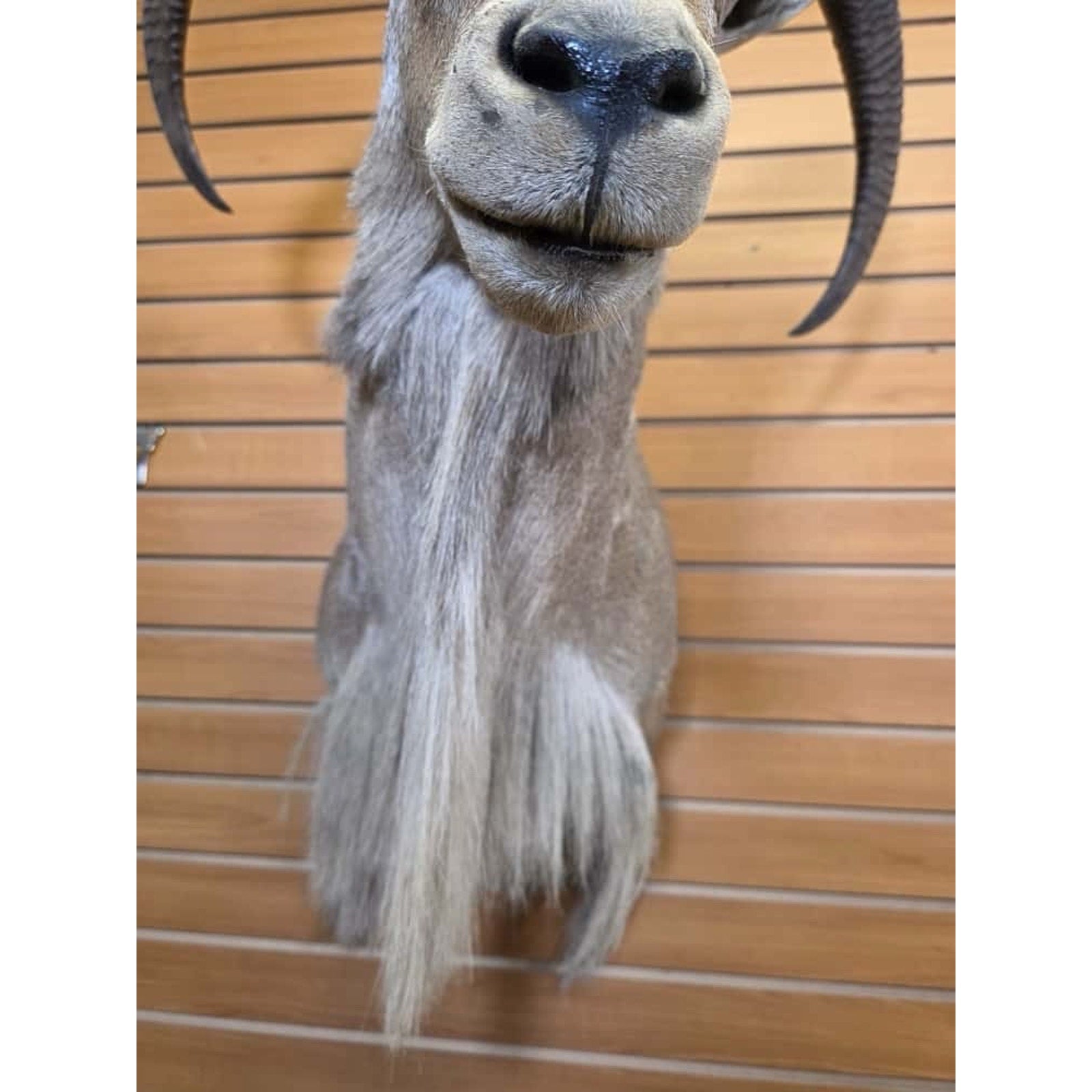 JTV30 - Aoudad taxidermy shoulder mount