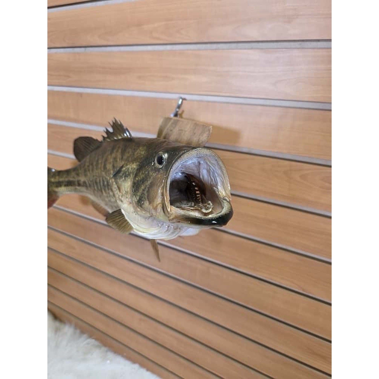 JTV211 - Real Skin Bass Fish Taxidermy Mount 20”