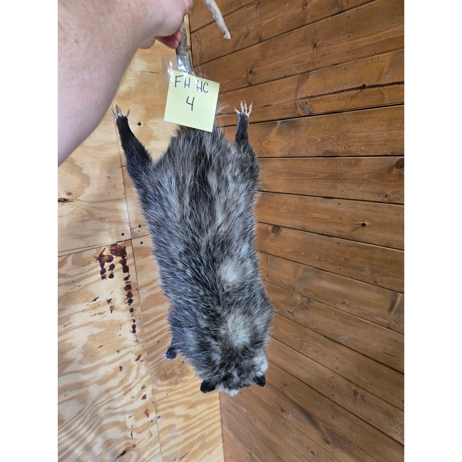 FHHCO4 - Hanging Opossum Full Body Taxidermy Mount