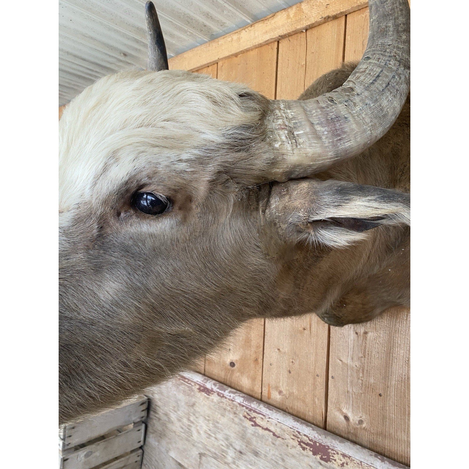 FHDAR42- Rare Sacred White-faced African Buffalo Taxidermy Shoulder mount