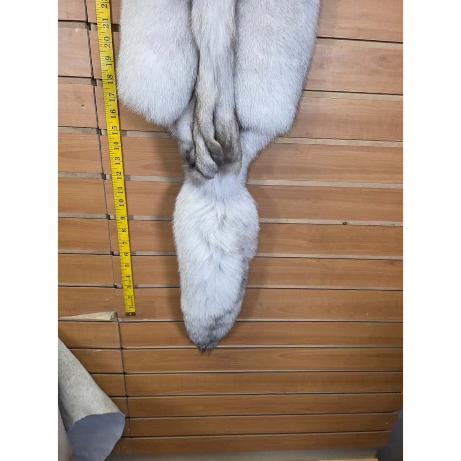 FHCM10 - Soft Tanned Blue Ranch Fox Furs Taxidermy