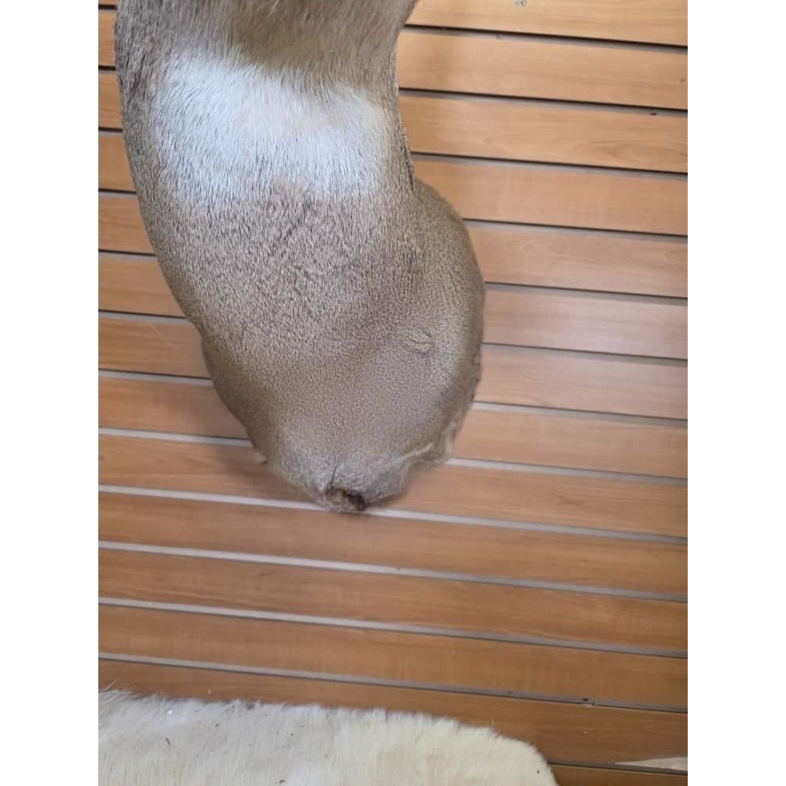 FHMN15- Whitetail Deer Real Antler Deer Taxidermy Mount
