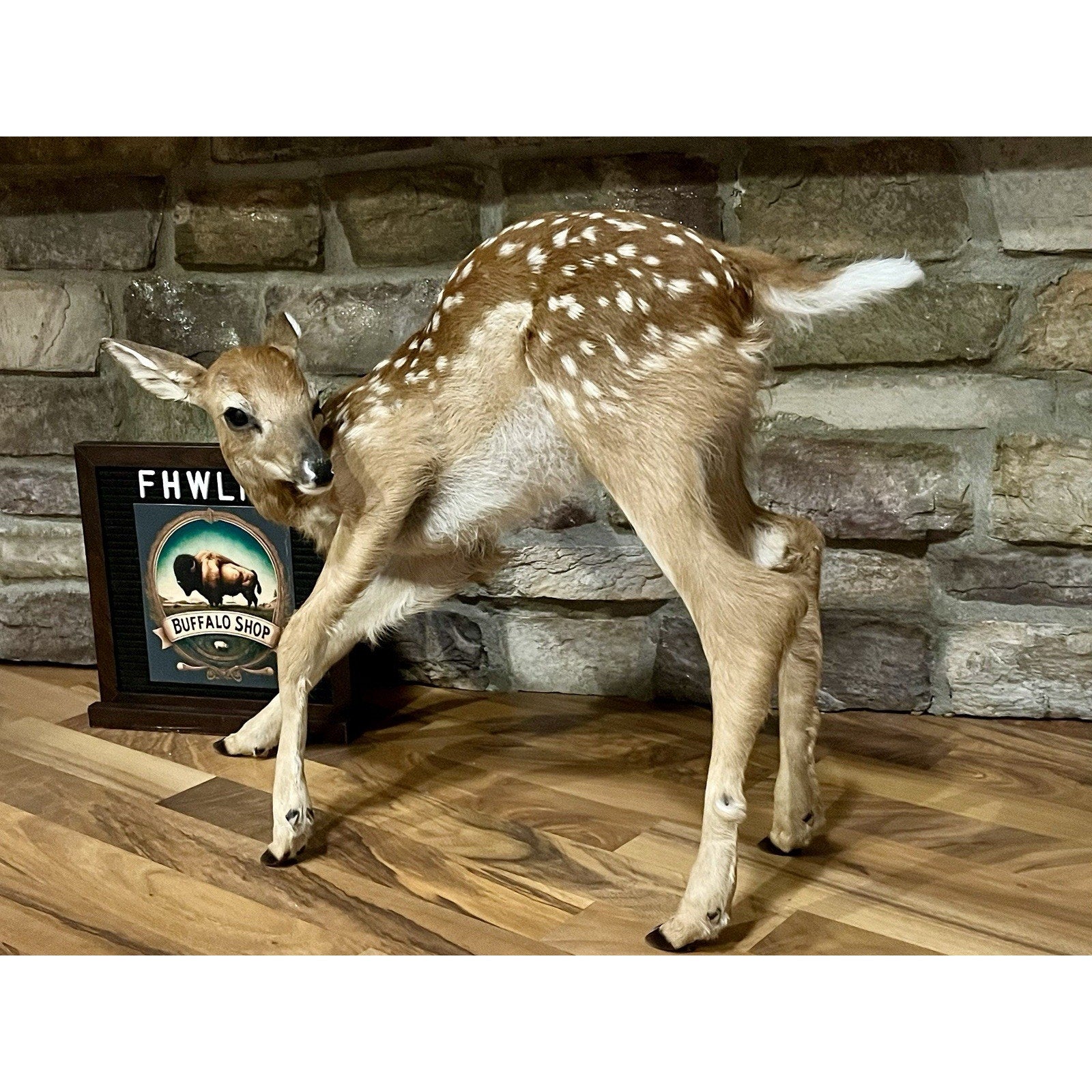 FHWL137 - Fawn Lifesize Taxidermy Mount Free Standing