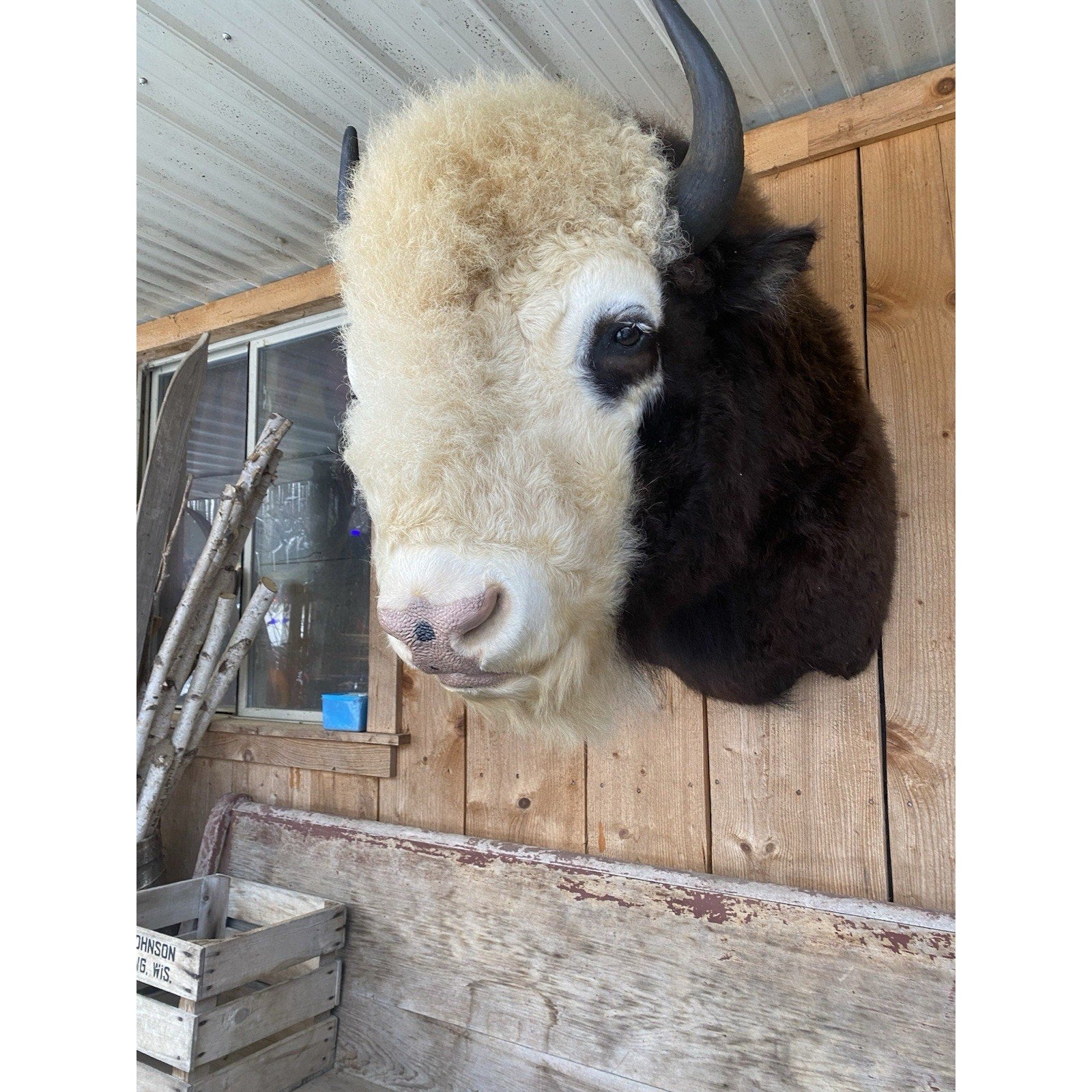 FHDAR41- Rare Sacred White-faced Buffalo Bison Taxidermy Shoulder mount