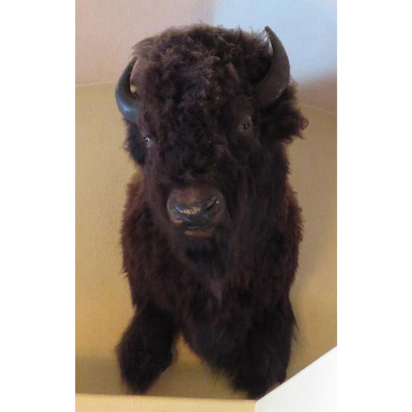 FHPROX2 - Monster Buffalo Bison Taxidermy Shoulder mount Free Shipping