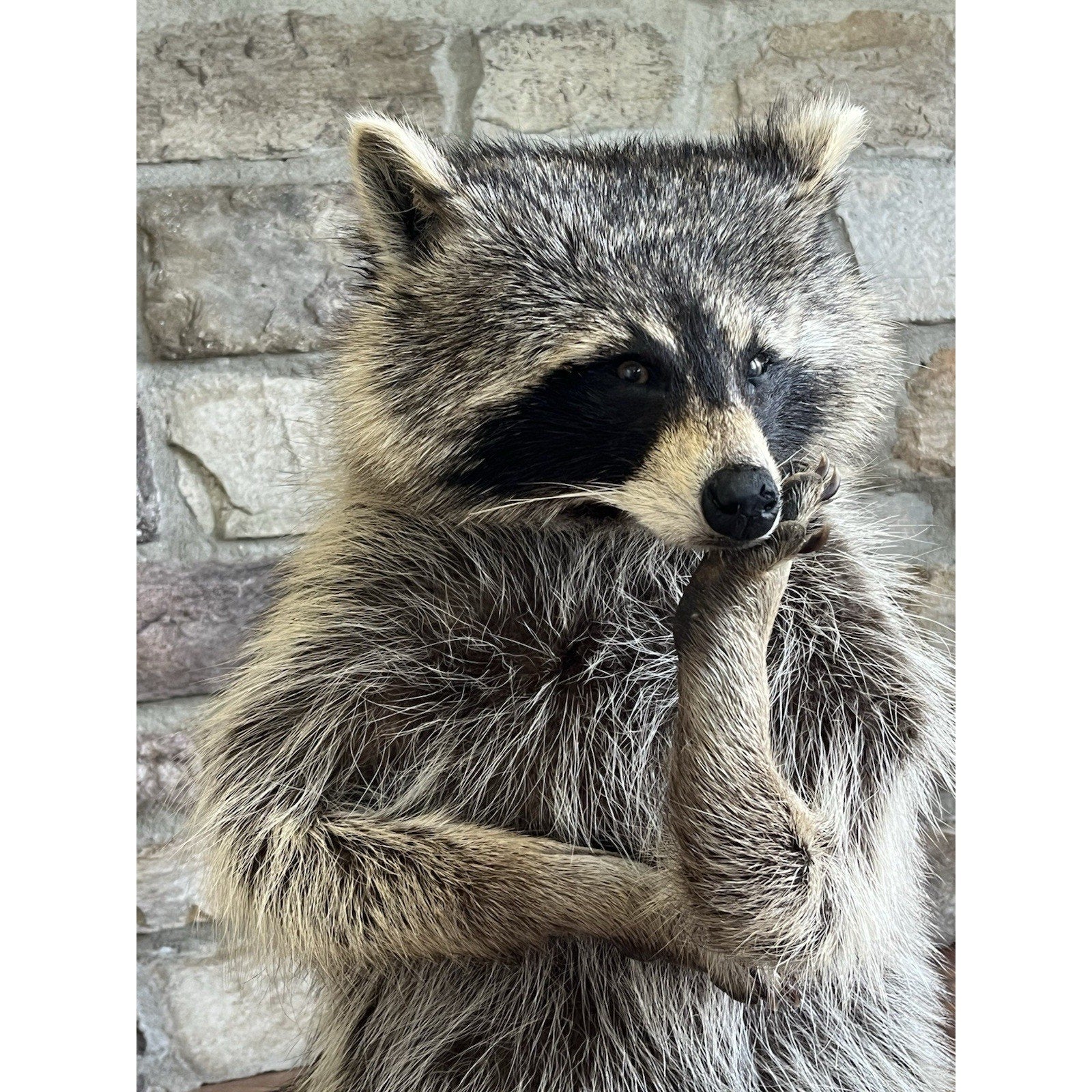 FHWL148- Fat Raccoon Taxidermy Mount