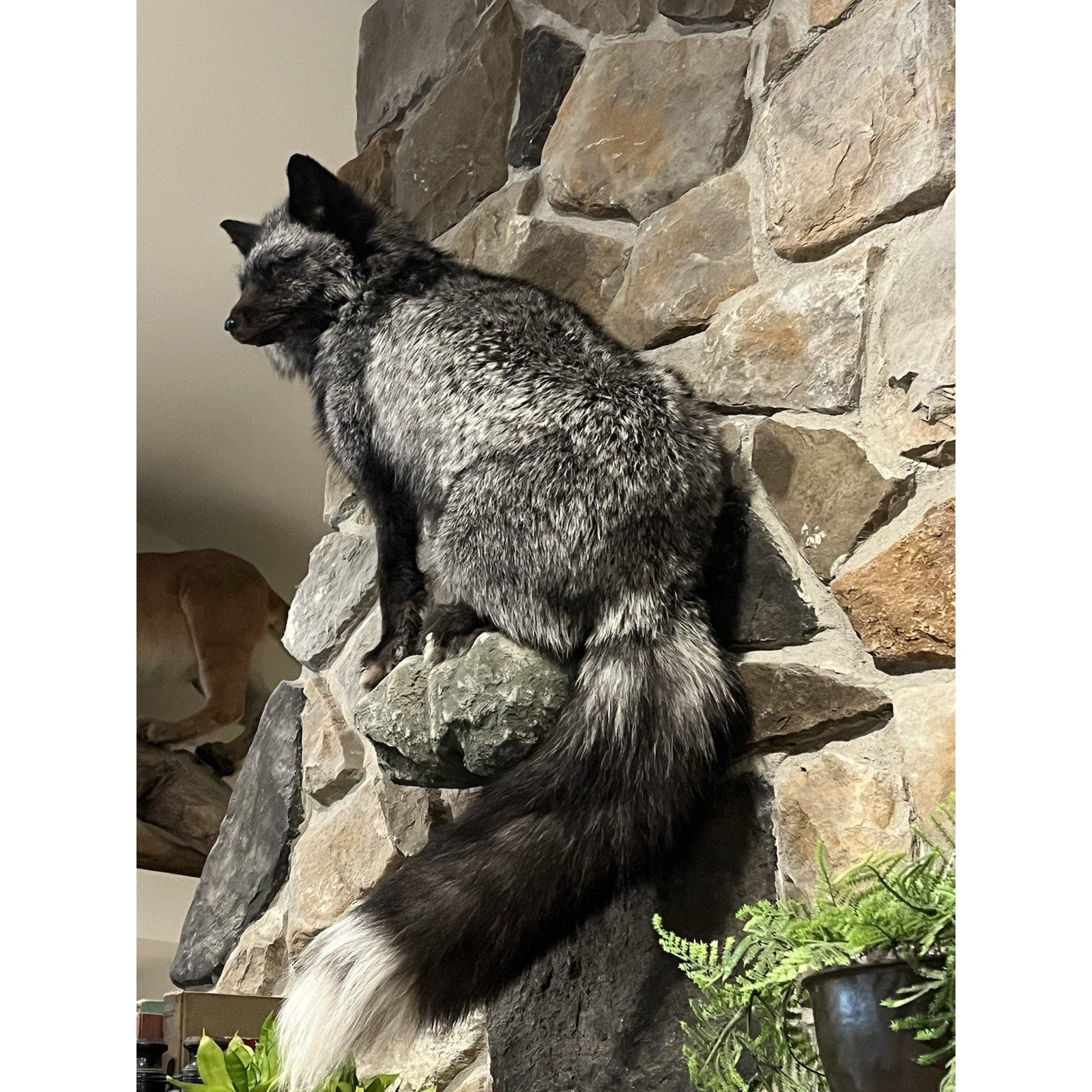 FHWL3 - Massive Silver Fox Taxidermy Full Body Mount
