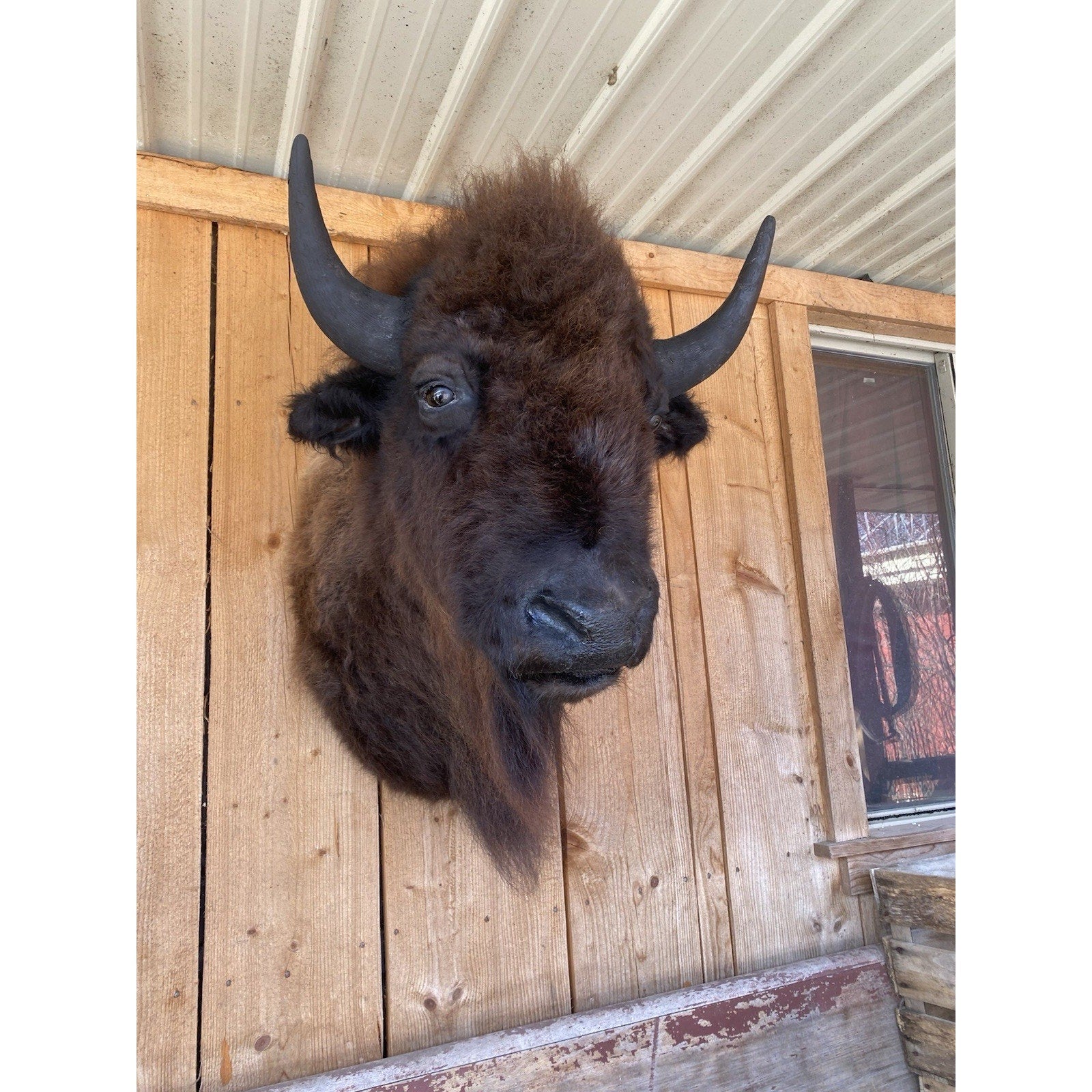 FHDAR6- XL Buffalo Taxidermy Shoulder mount Bull