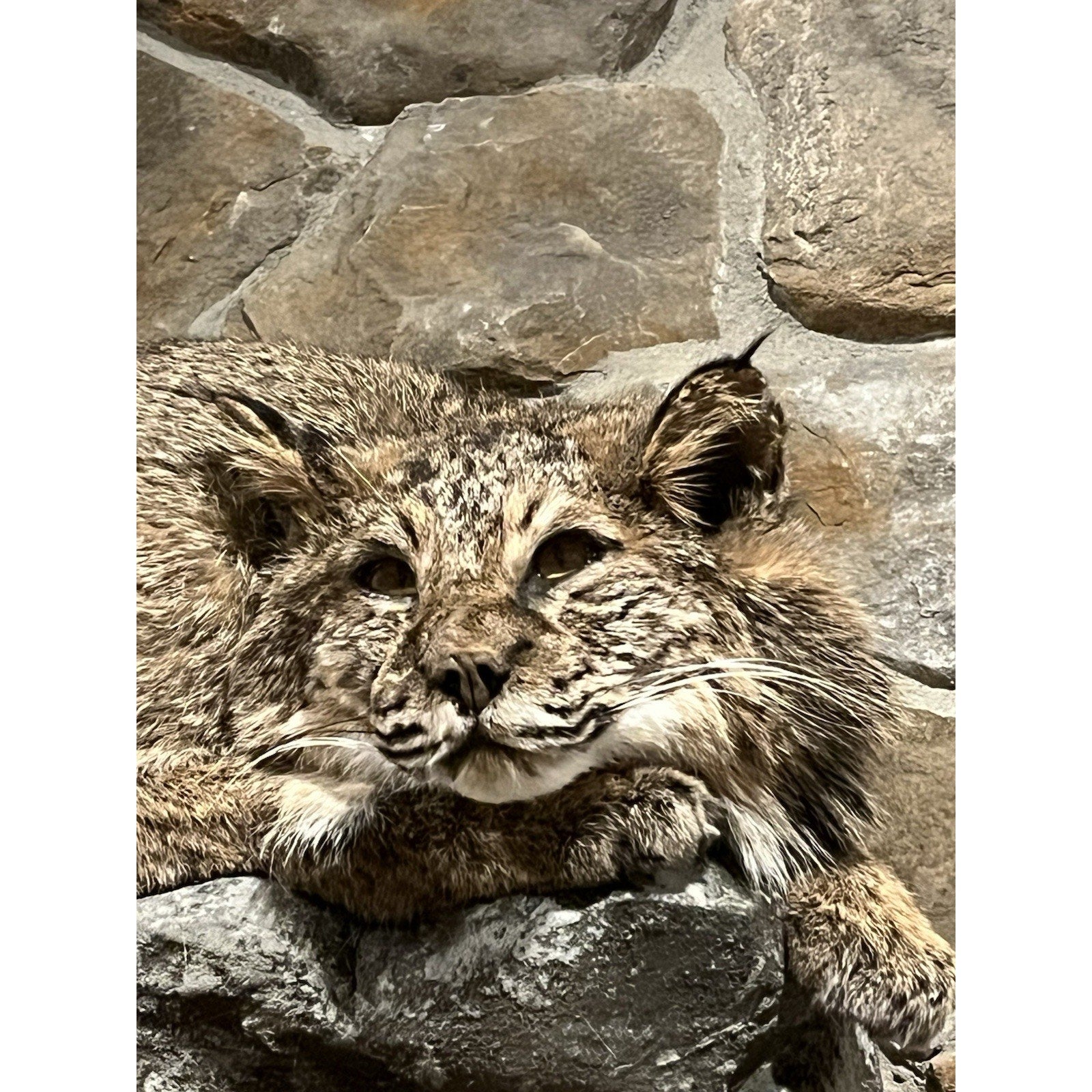 FHWL32 - Bobcat Taxidermy Full Body Mount