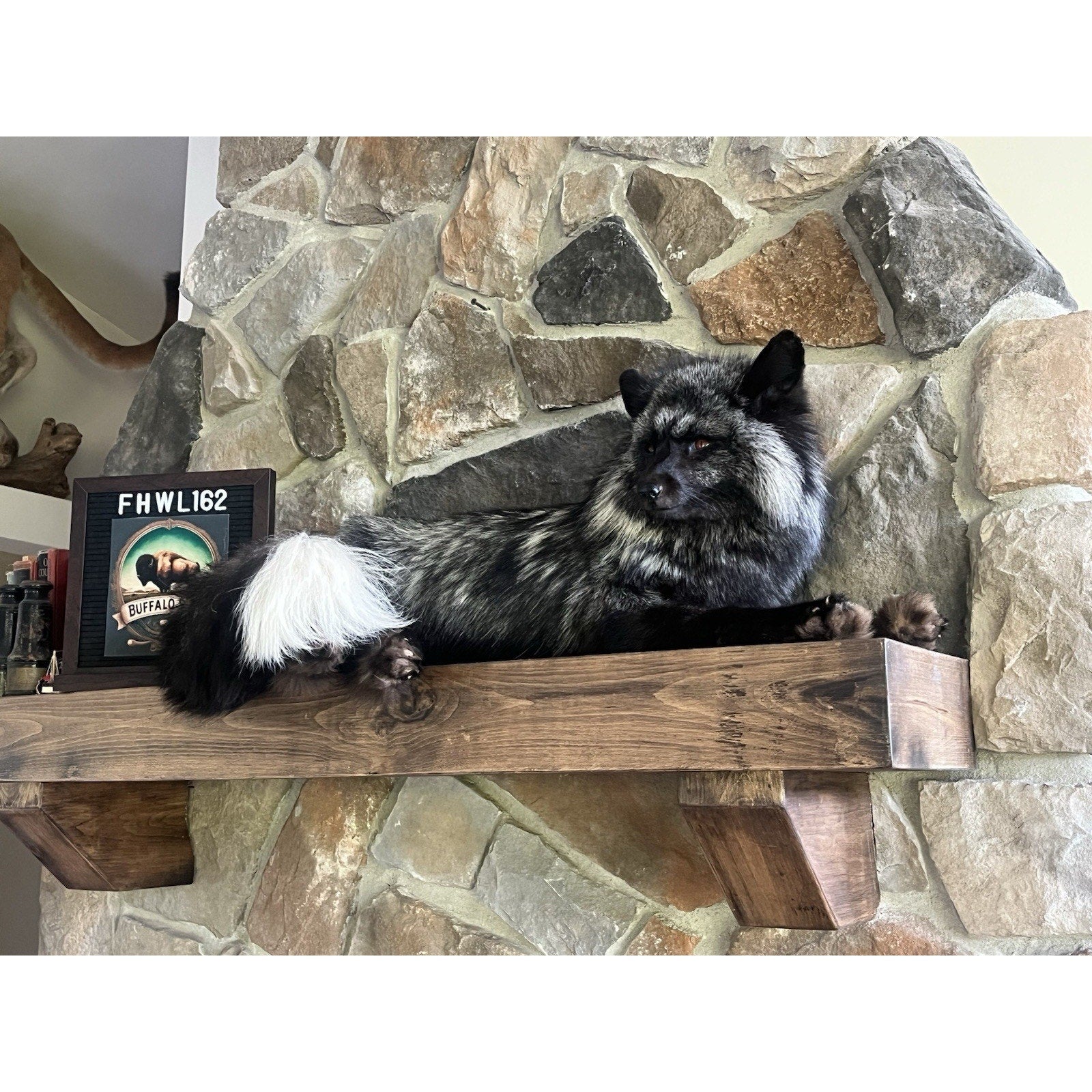 FHWL162 - Museum Quality White Fox Taxidermy mount