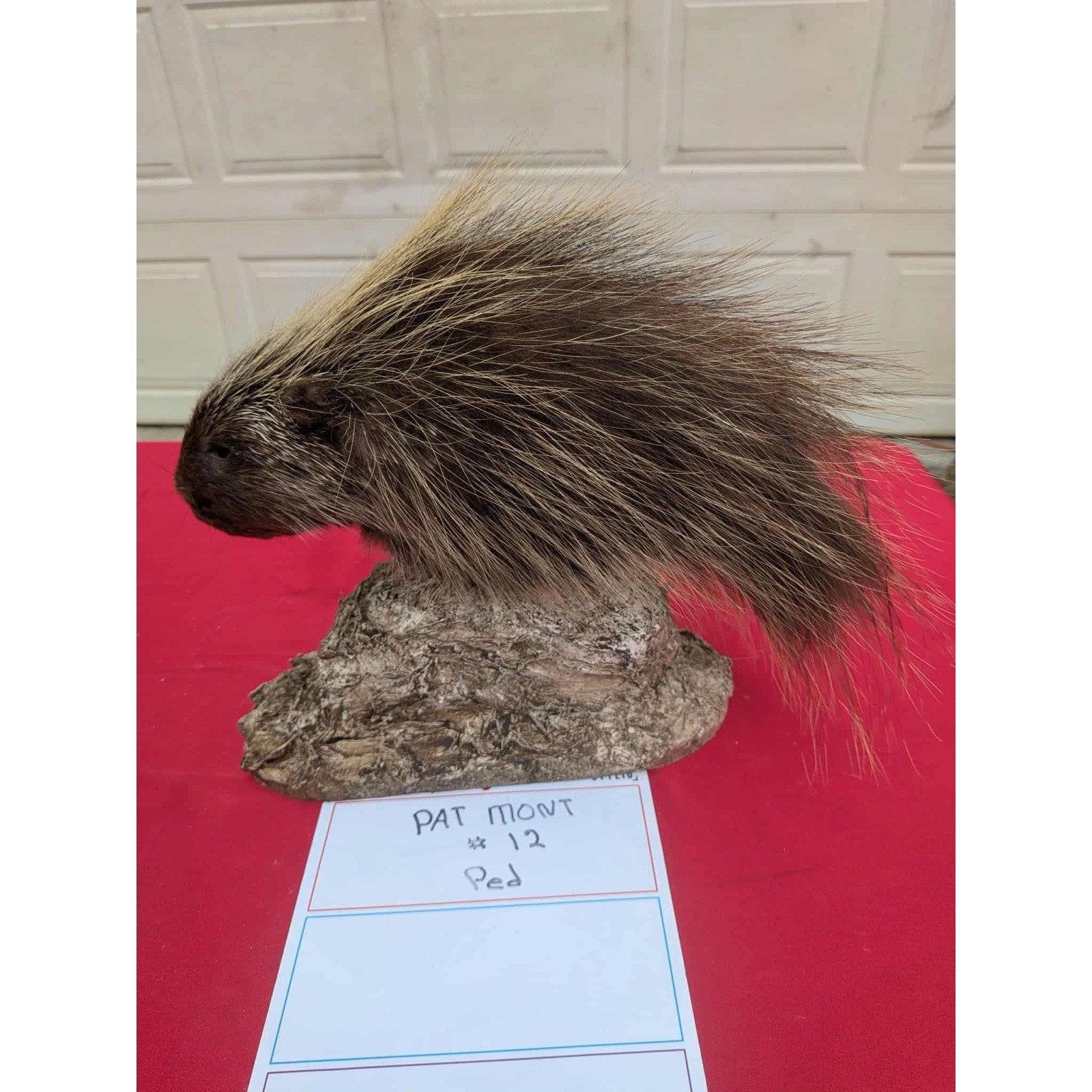 FHPORC12 - Beautiful Montana Prime Winter Porcupine Shoulder Taxidermy Mount