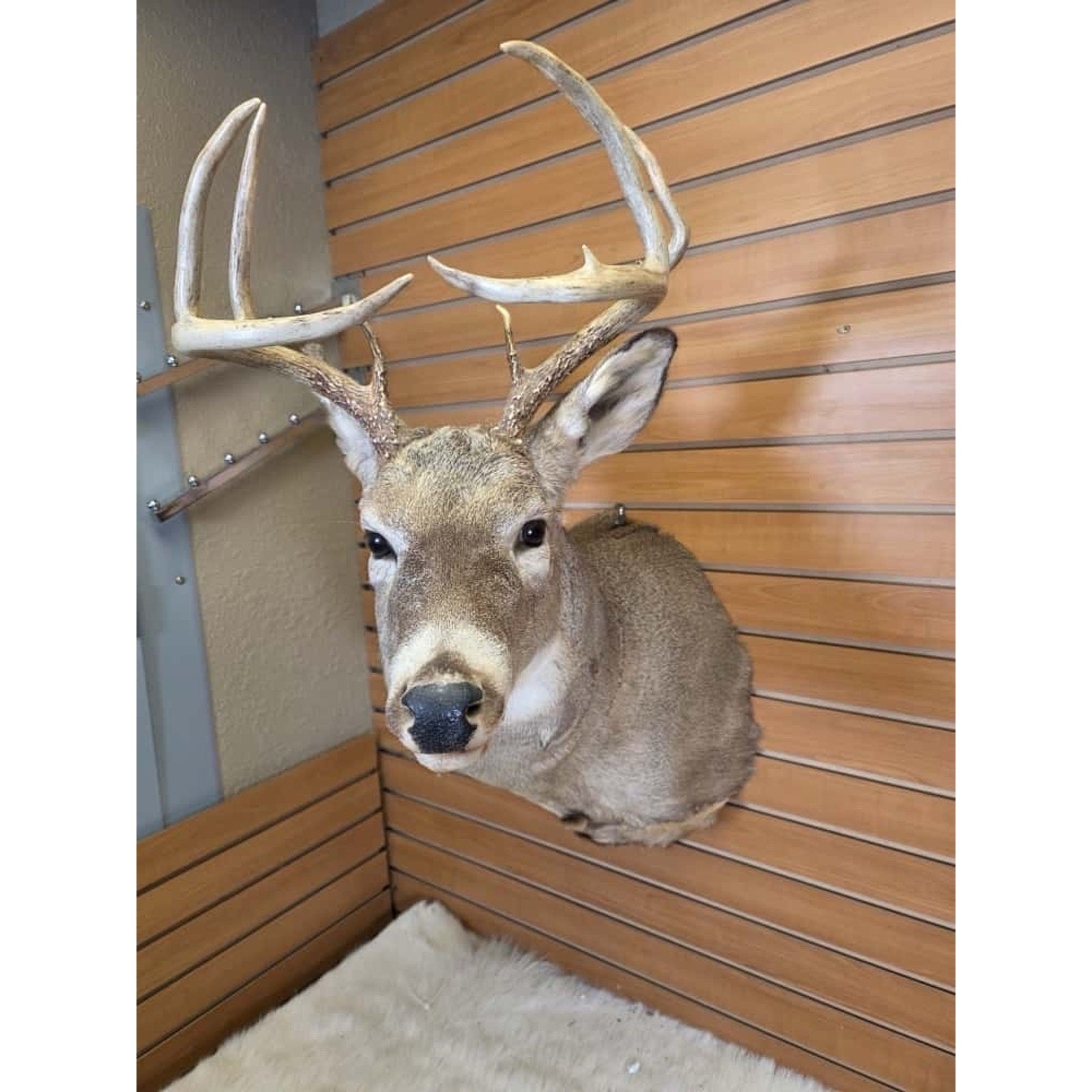 FHMN11 - Whitetail Deer Real Antler Deer Taxidermy Mount