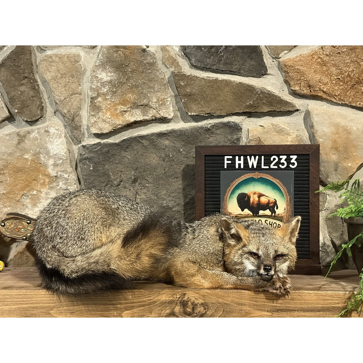 FHWL233- Grey Fox Taxidermy Full Body Mount Cabin Camp Man Cave
