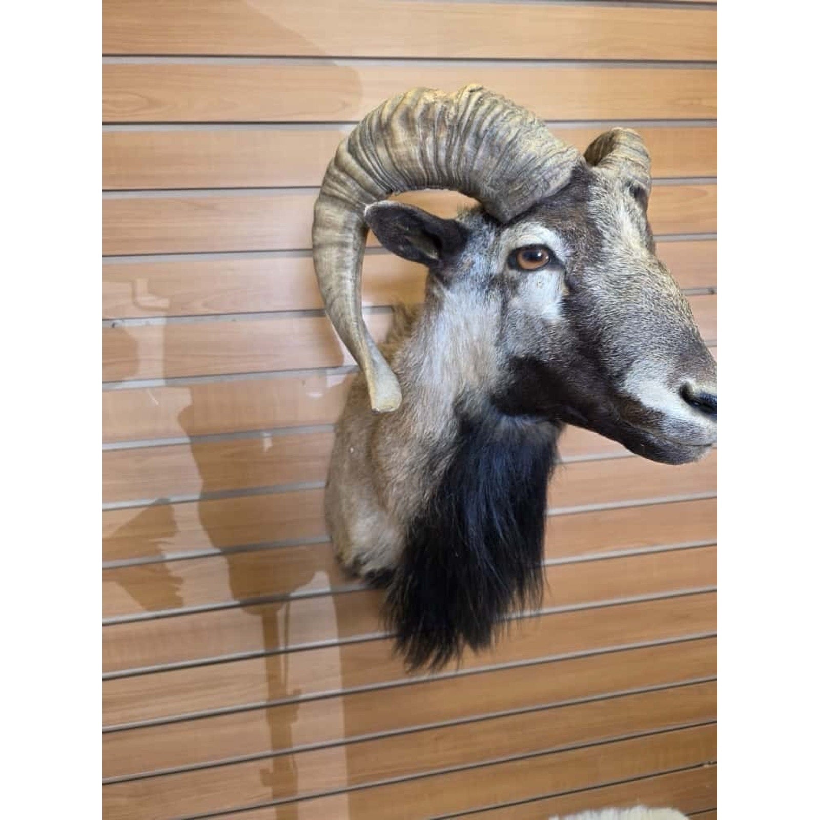 FHMN4 - Mouflon Ram taxidermy shoulder mount