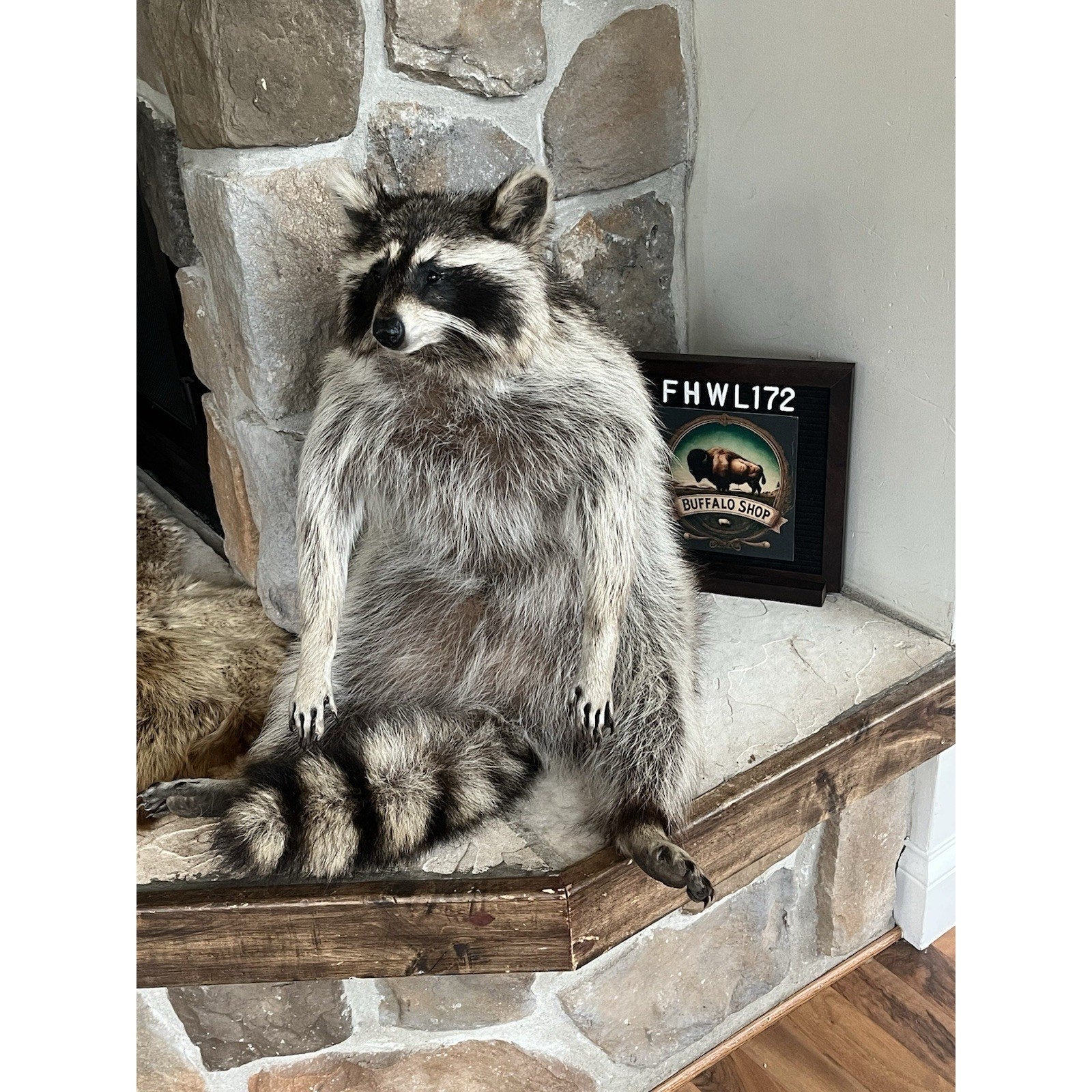 FHWL172 -premium Fat Raccoon Taxidermy Mount
