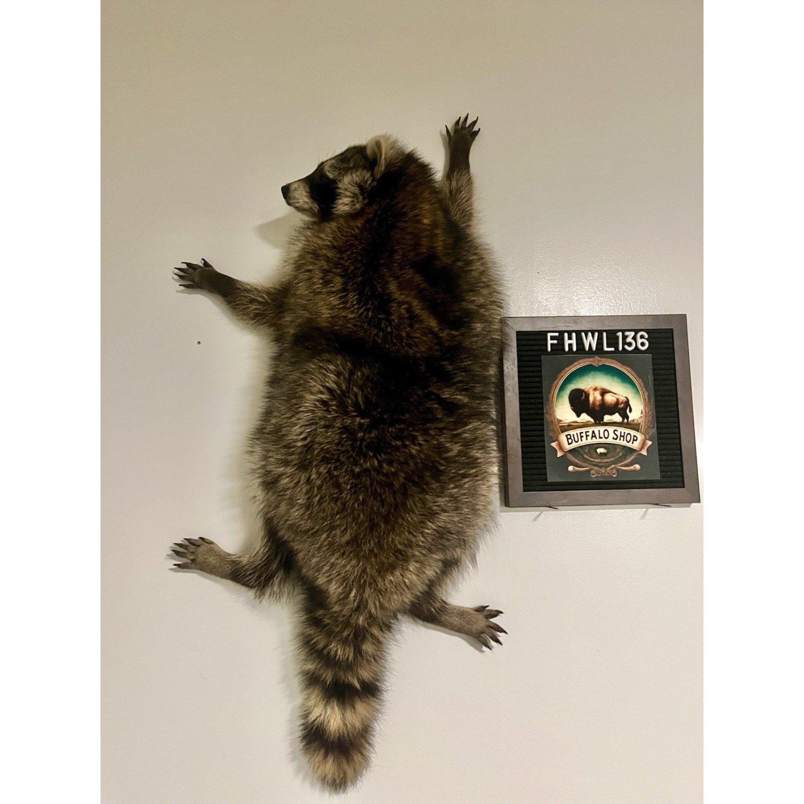 FHWL136 - Fat Raccoon Taxidermy Mount