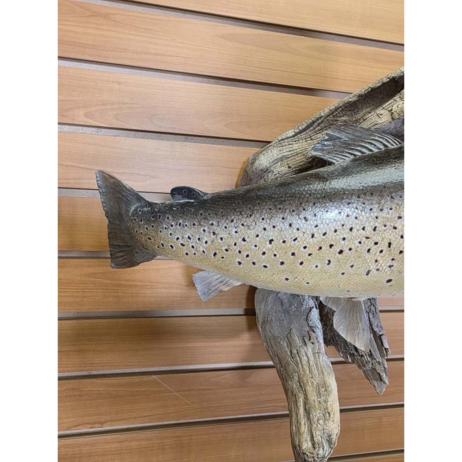 FHCLINT12- Trout fish taxidermy mount