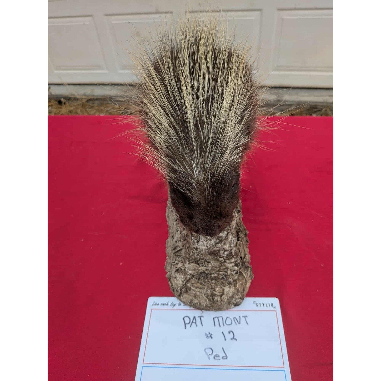 FHPORC12 - Beautiful Montana Prime Winter Porcupine Shoulder Taxidermy Mount