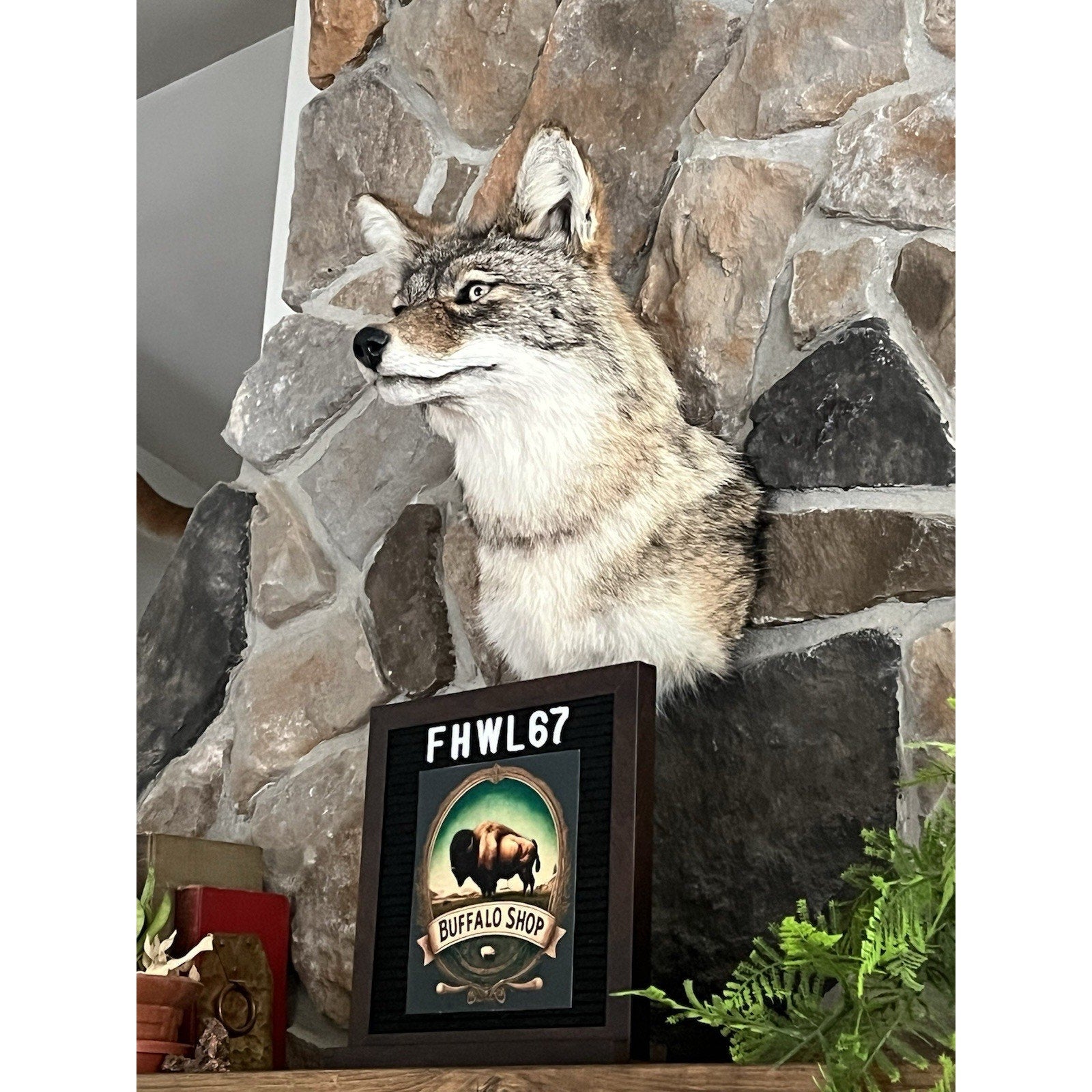 FHWL67 - Coyote Shoulder Museum Quality mount Taxidermy