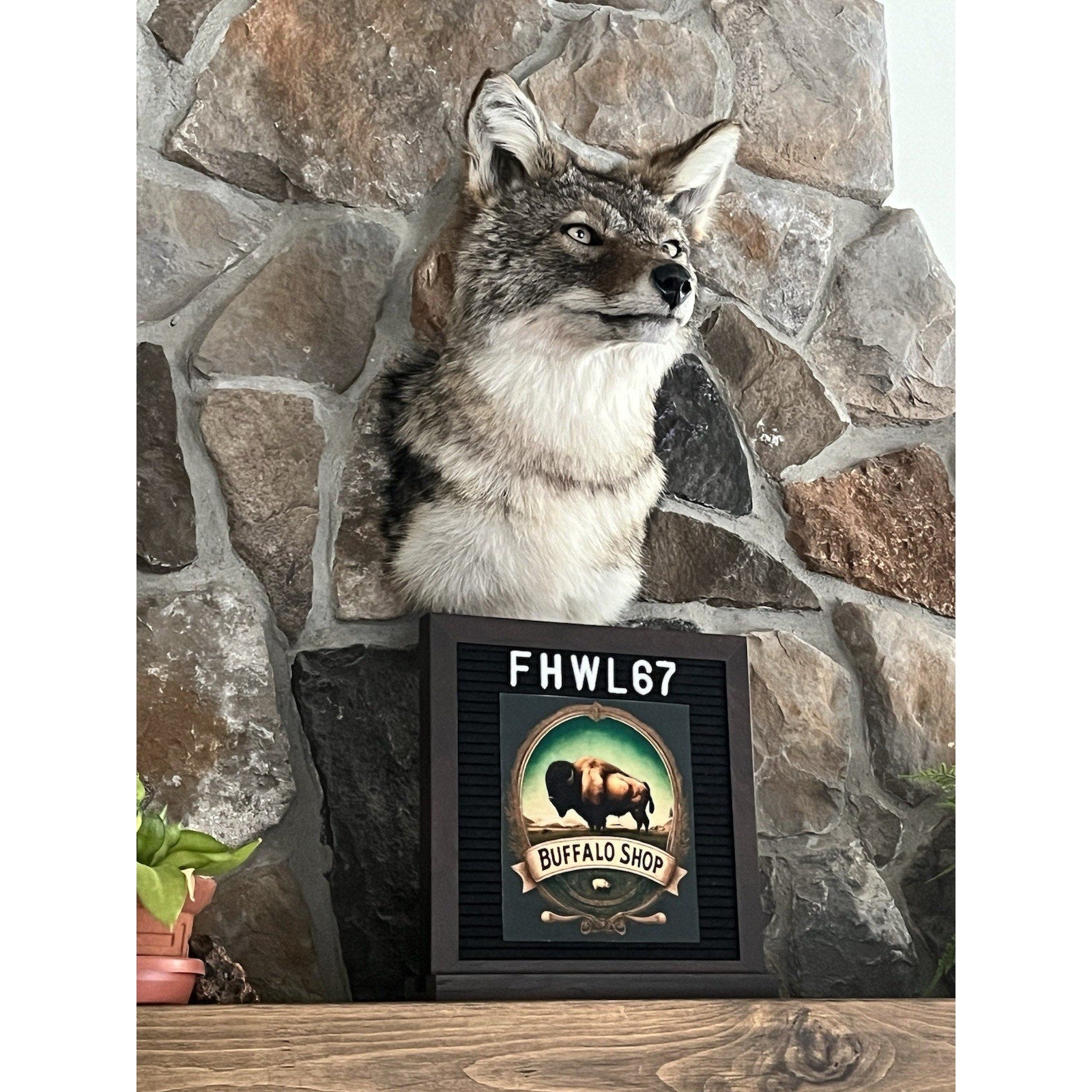 FHWL67 - Coyote Shoulder Museum Quality mount Taxidermy