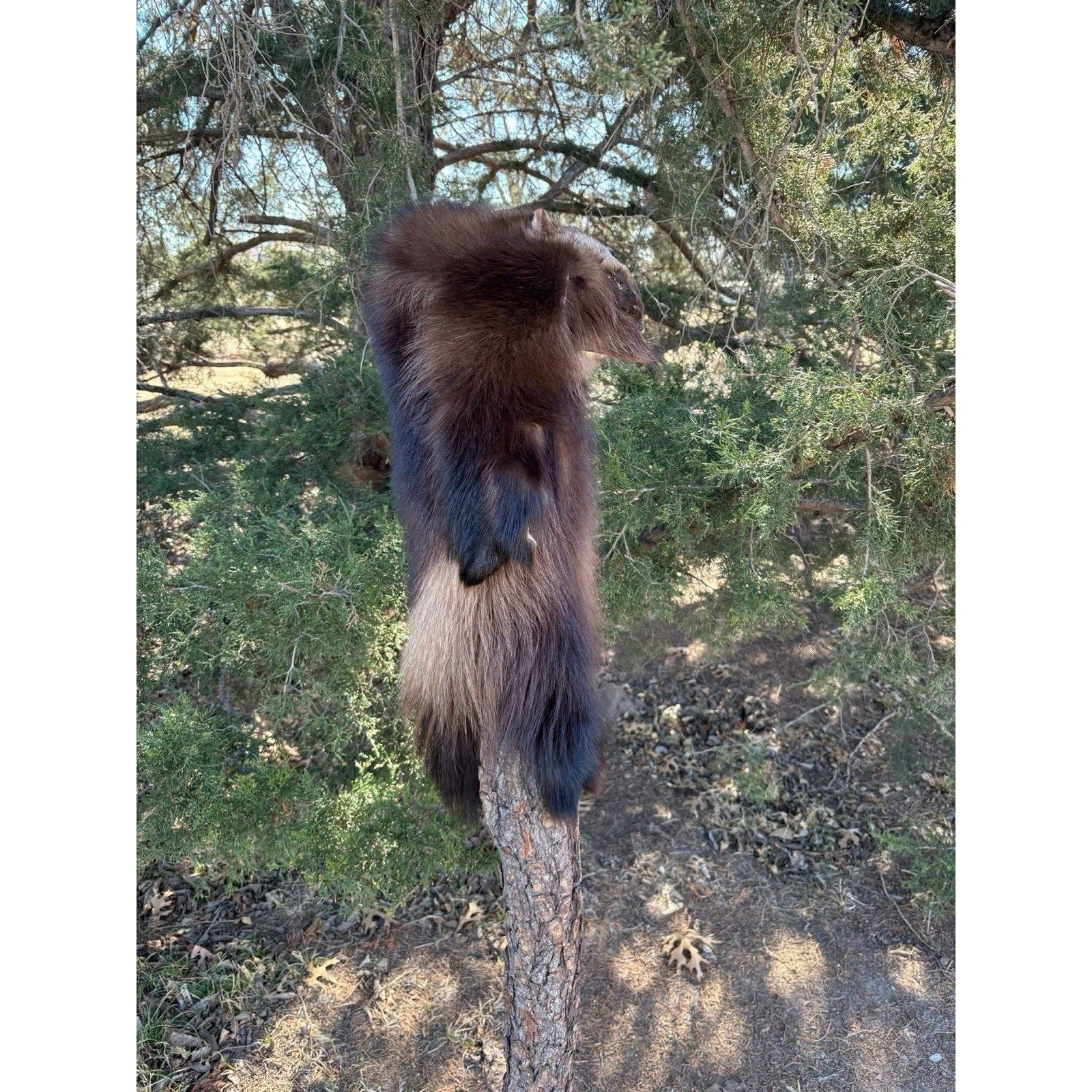 FHMM0122 - Wolverine Drape Hat Premium Fur