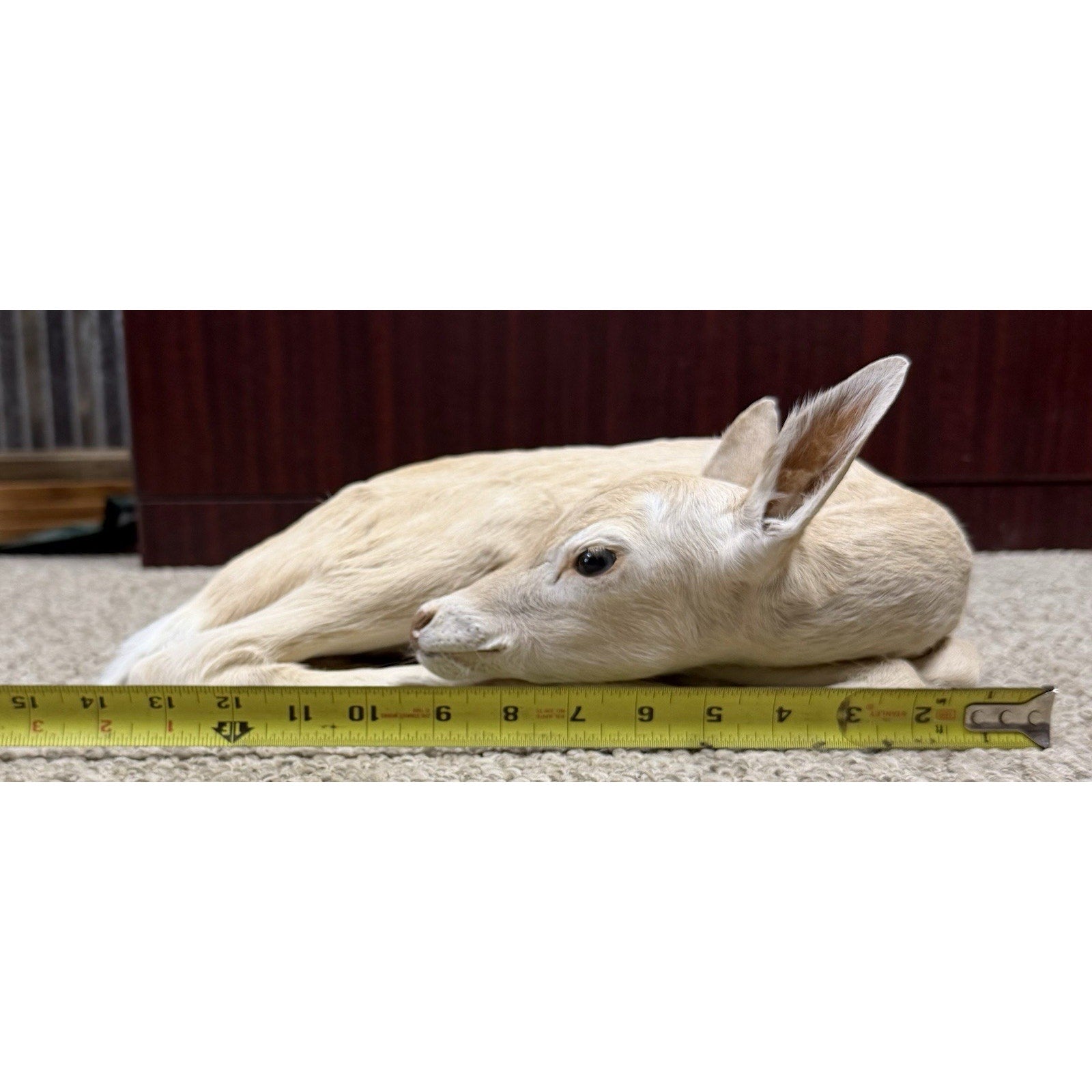 FHJOEFZ1-Leucistic fawn Taxidermy Mount Baby Deer