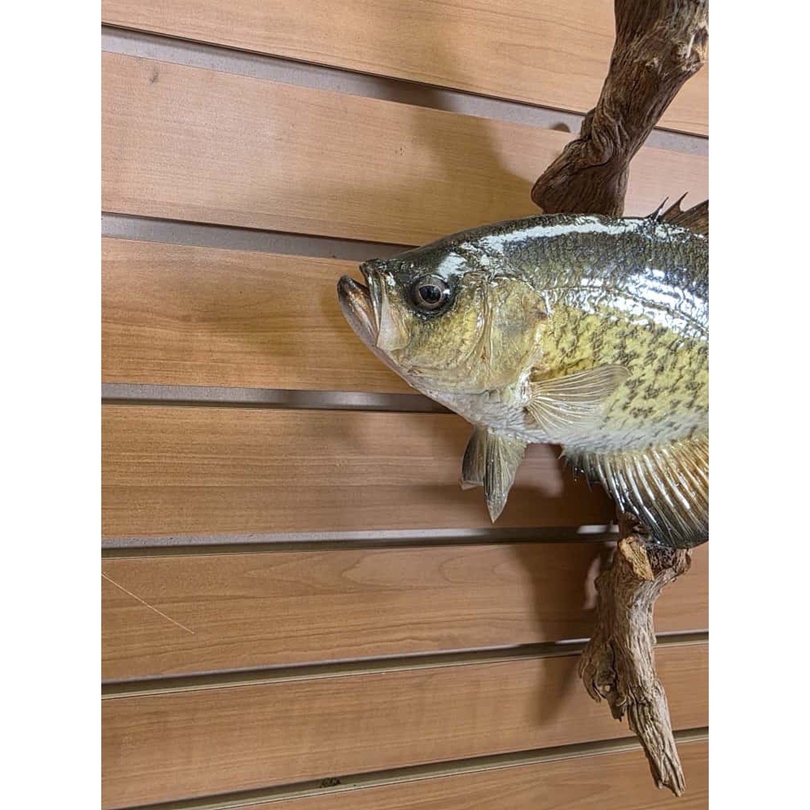 JTV227 - Real Skin Crappie Fish Taxidermy Mount 11.5”