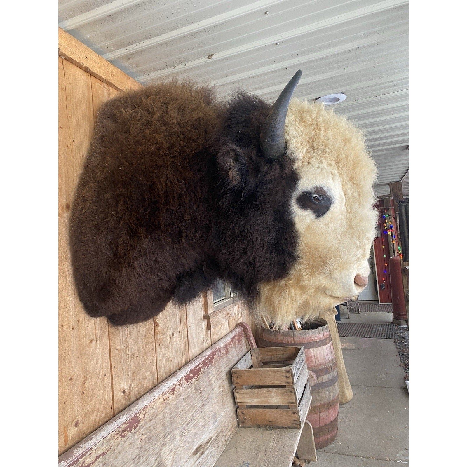 FHDAR41- Rare Sacred White-faced Buffalo Bison Taxidermy Shoulder mount