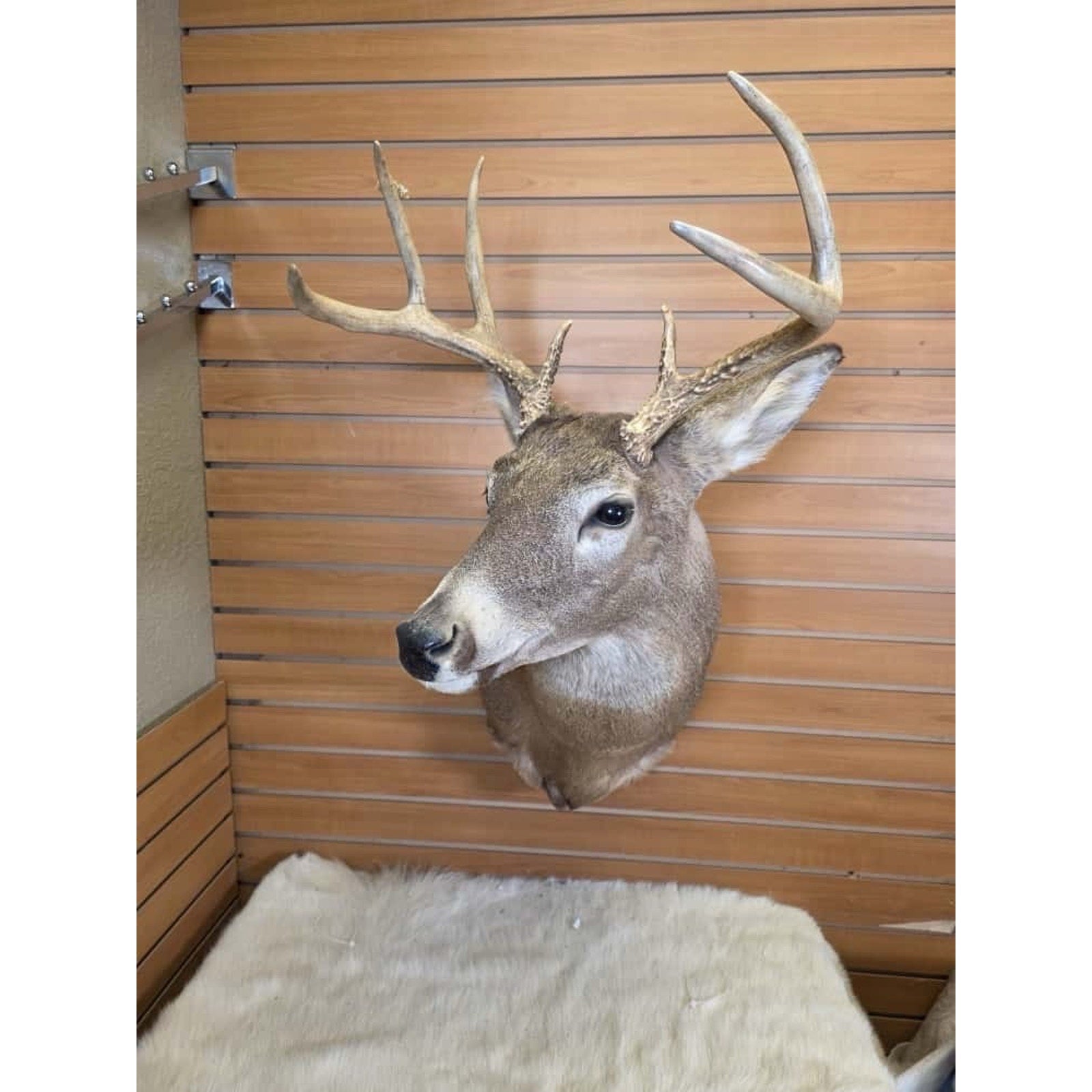 FHMN10 - Whitetail Deer Real Antler Deer Taxidermy Mount