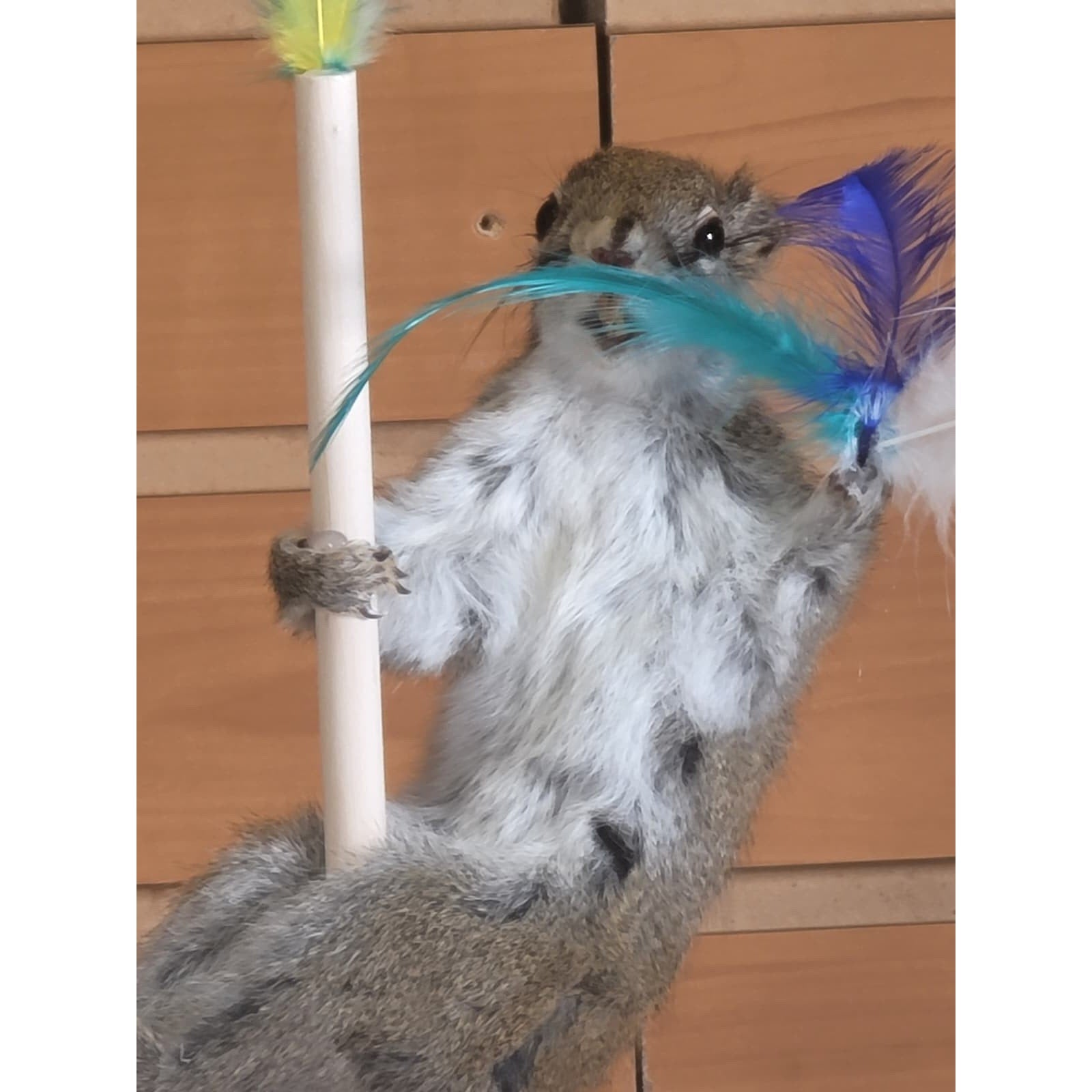 FHSQ308 - Stripping American Red Squirrel Taxidermy Mount
