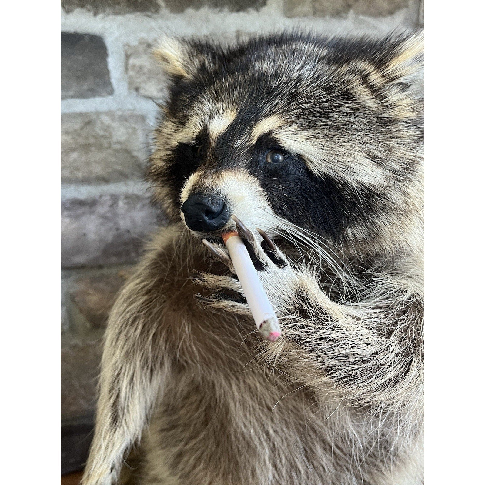 FHWL147- Fat Smoking Raccoon Taxidermy Mount