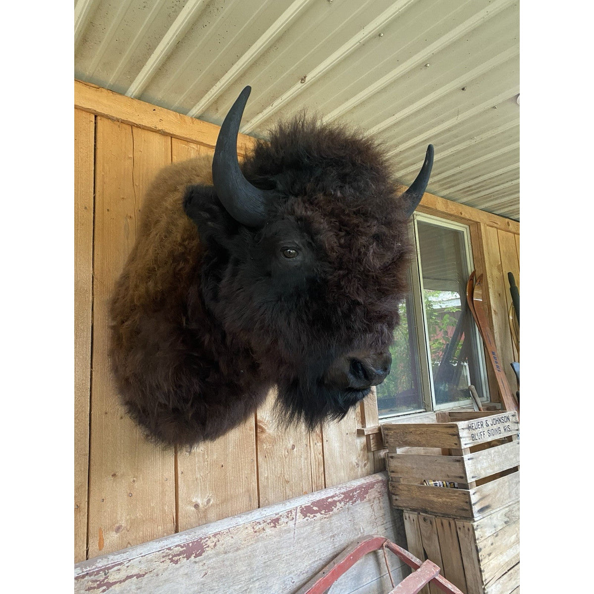 FHDAR600 - American Bison Buffalo Shoulder Mount Taxidermy