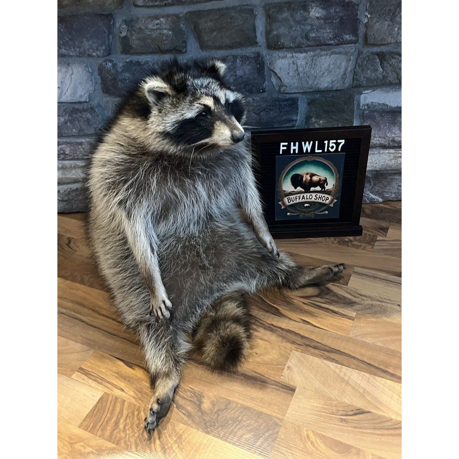 FHWL157 -premium Fat Raccoon Taxidermy Mount