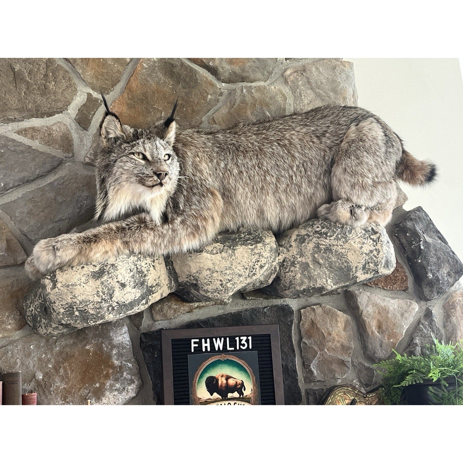FHWL131 - Alaskan Lynx Taxidermy Full Body Mount Prime Fur