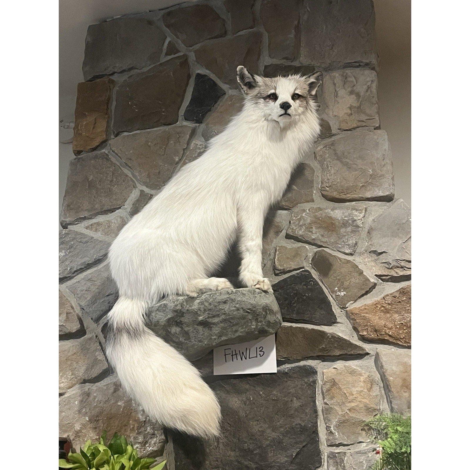 FHWL13 - White Cross Fox Taxidermy mount
