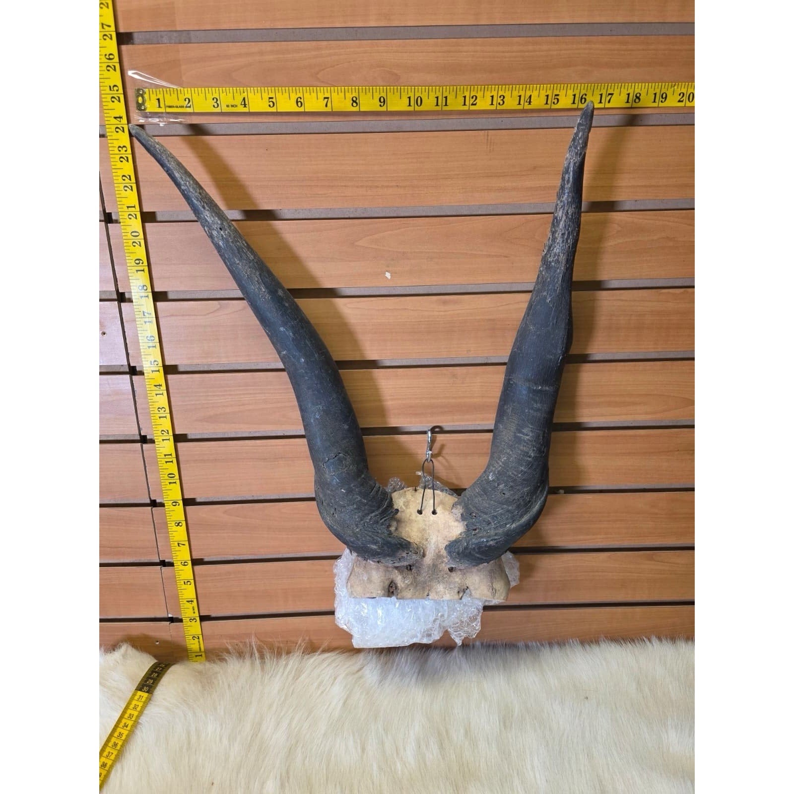 JF10- Eland Real Skull Taxidermy