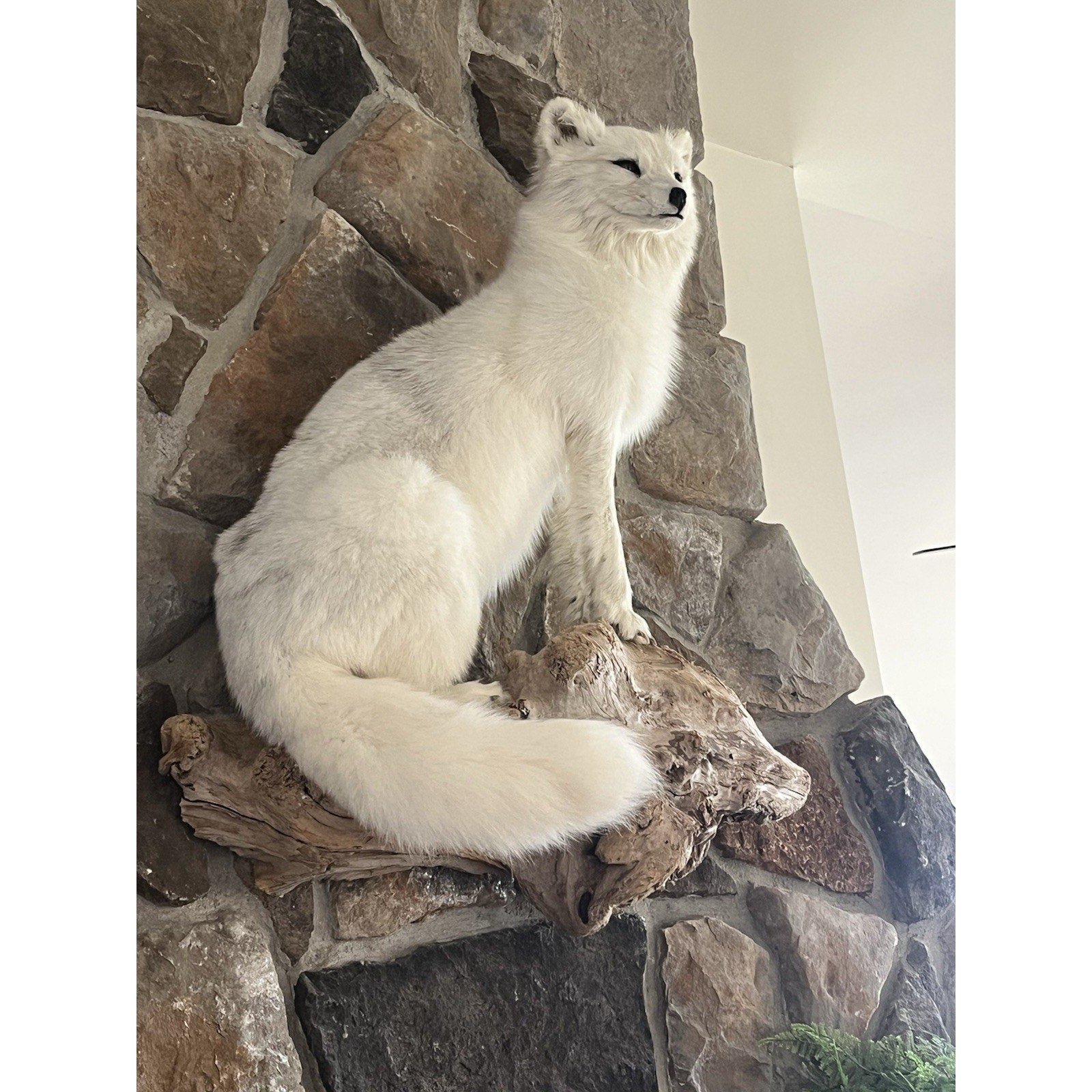 FHWL9 - Museum Quality White Fox Taxidermy Full Body Mount