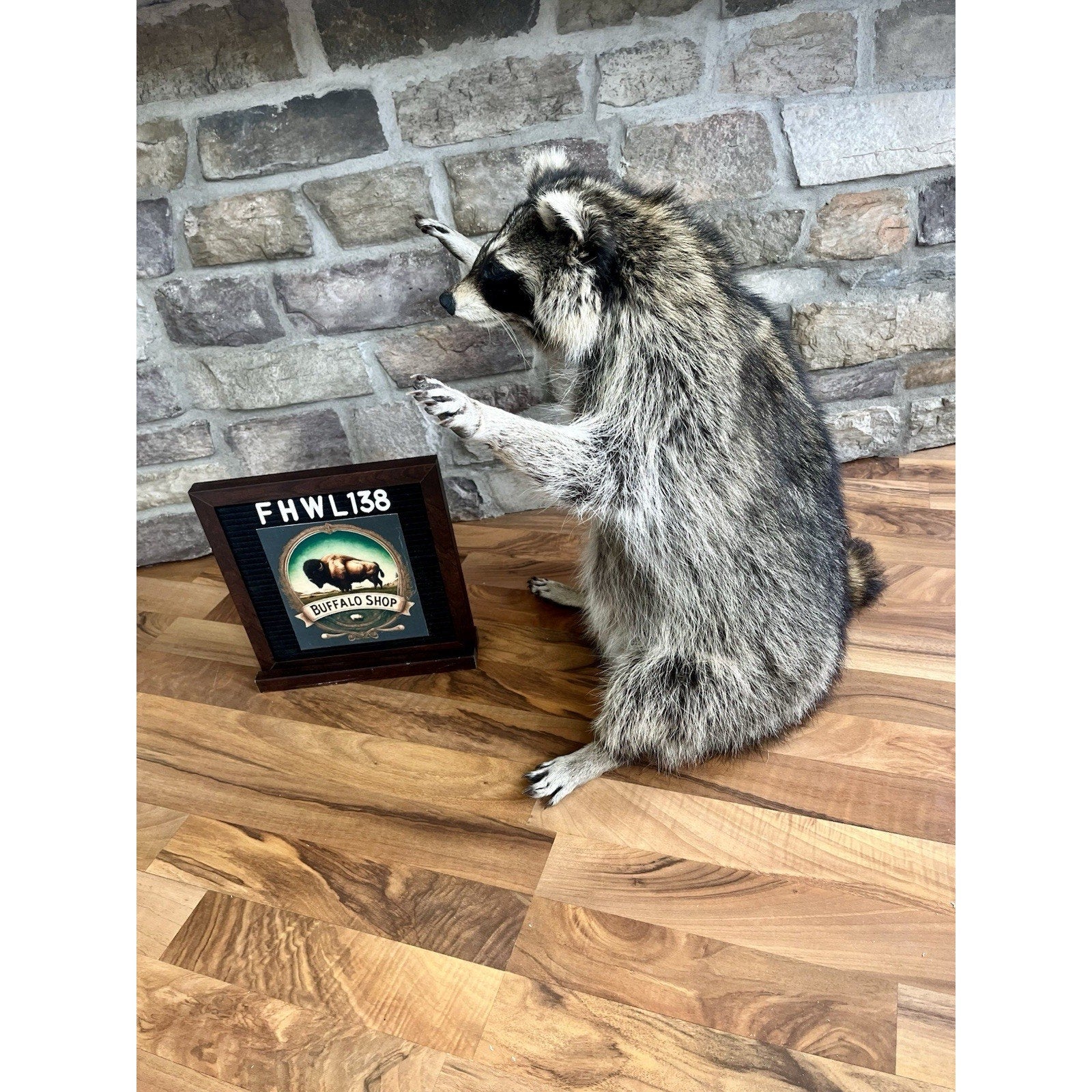 FHWL138 - Fat Raccoon Taxidermy Mount