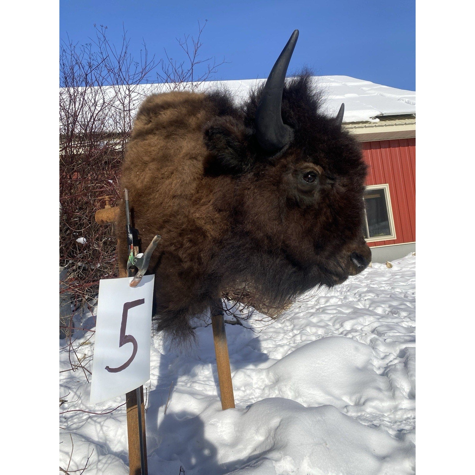 FHDARDEC5 - Real North American Buffalo / Bison Shoulder Taxidermy Mount New