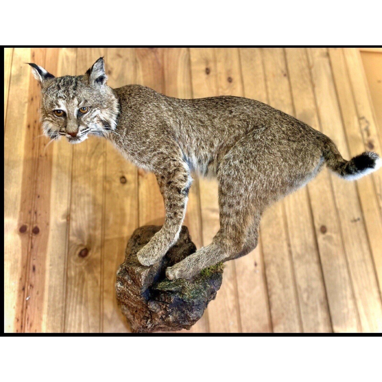 FHCM24 - Bobcat Taxidermy Mount