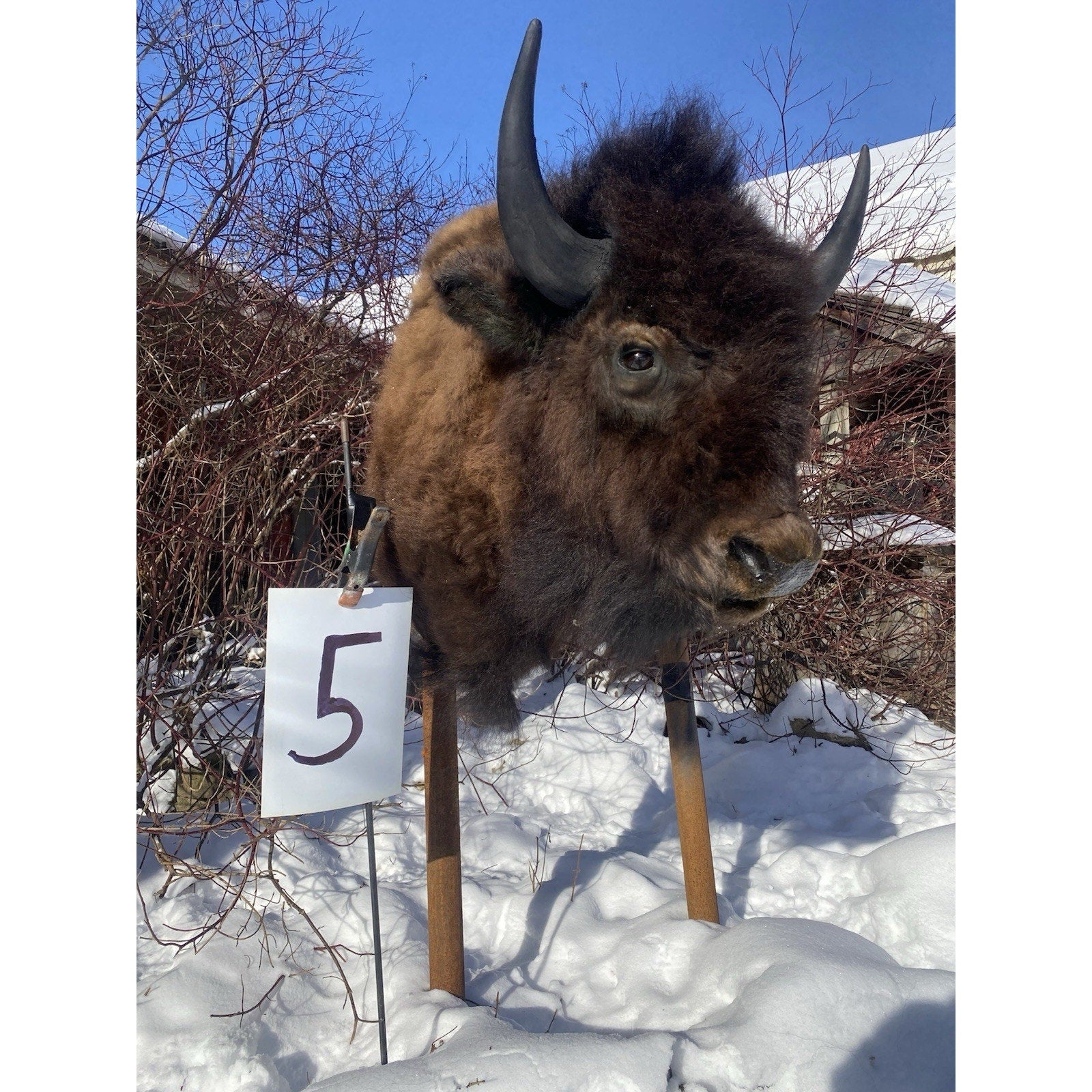 FHDARDEC5 - Real North American Buffalo / Bison Shoulder Taxidermy Mount New