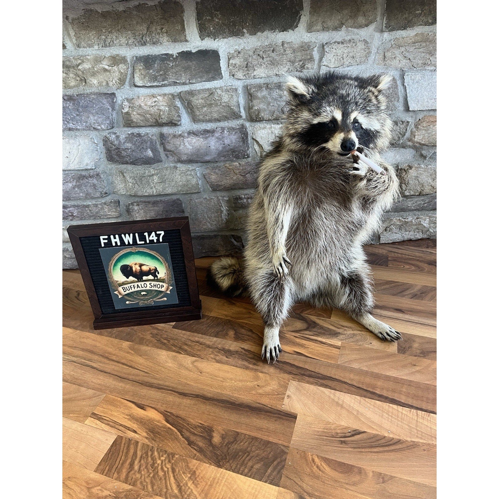FHWL147- Fat Smoking Raccoon Taxidermy Mount