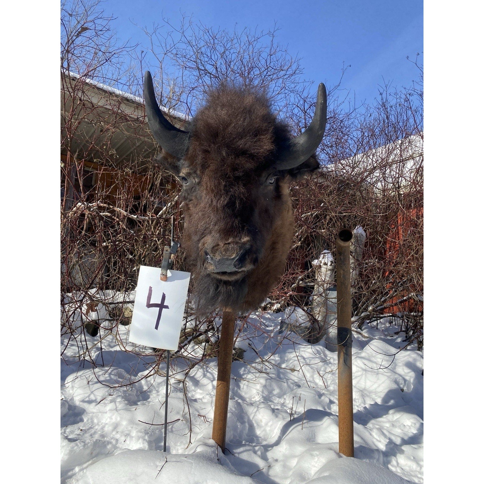 FHDARDEC4 - Real North American Buffalo / Bison Shoulder Taxidermy Mount New