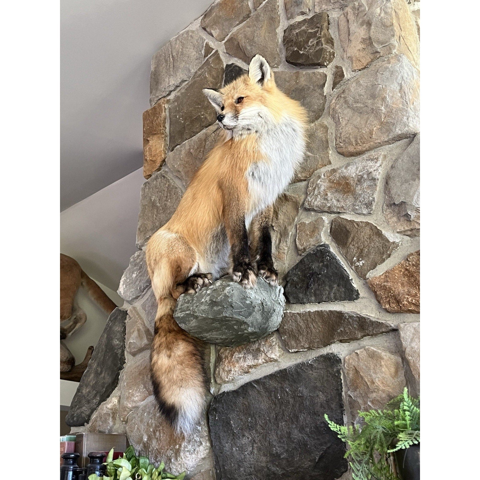 FHWA0914 - Red Fox Taxidermy Full Body Mount